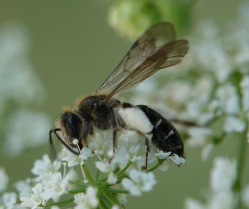Andrena sp.